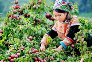 TOUR GHÉP MAI CHÂU - MỘC CHÂU ĐI TỪ LONG BIÊN GIÁ CỰC RẺ HÈ 2018